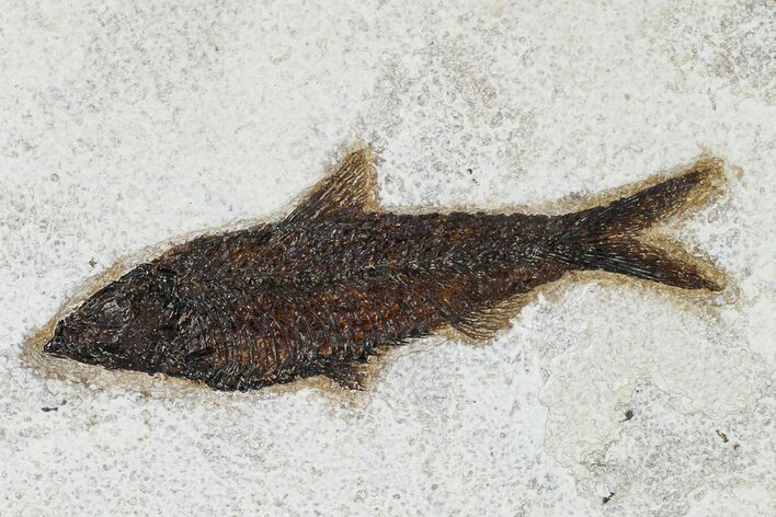 Detailed Fossil Fish (Knightia) - Wyoming #158589